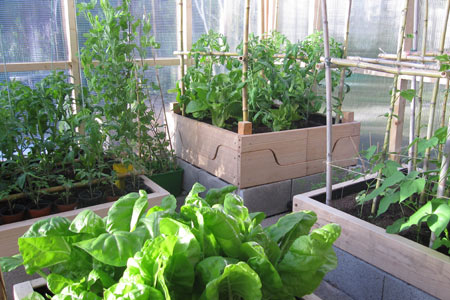 Invernadero para verduras y hortalizas
