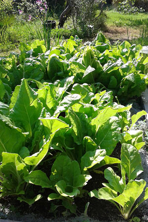 Cama alta con verduras ecológicas