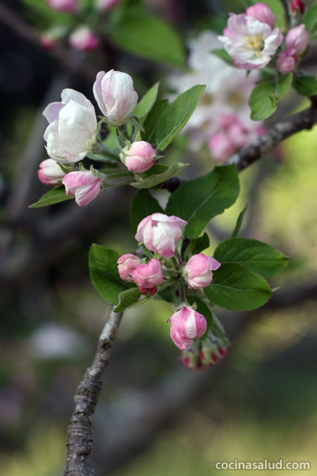 Cultivar alimentos en nuestro huerto: manzano en flor
