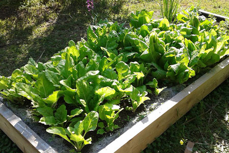 Sembrar verduras y hortalizas ecológicas en suelo elevado o camas altas