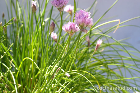 Propiedades y beneficios del cebollino (Allium schoenoprasum)