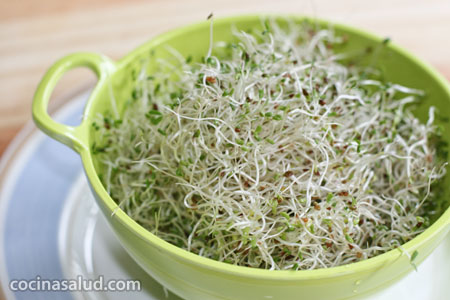 La alfalfa, sus beneficios y cómo germinarla