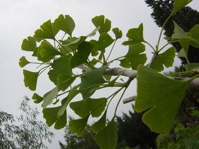 ¿ Sabias que…El Gingko Biloba