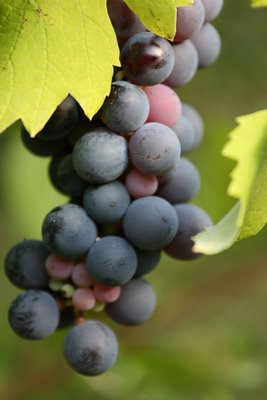 Propiedades de la uva