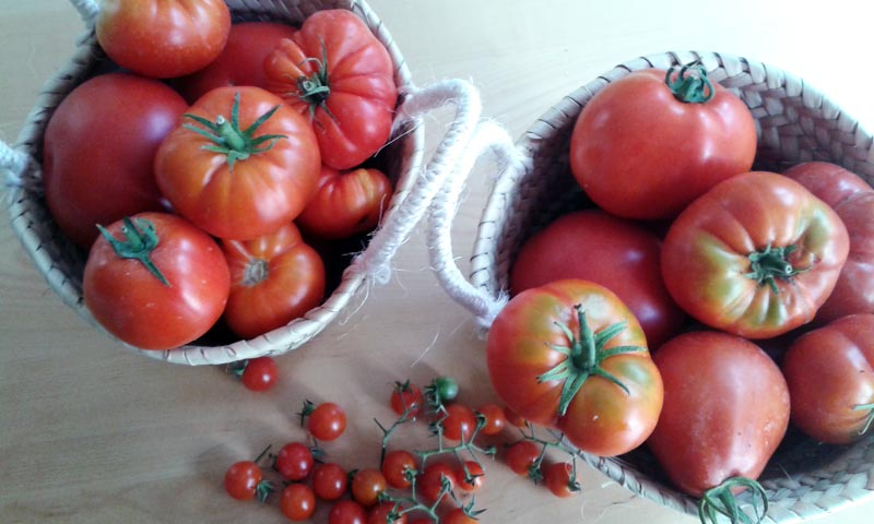 Tomates ecológicos, cosecha propia