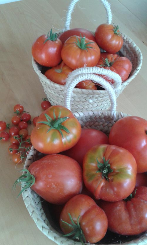 Cosecha de tomates en el huerto